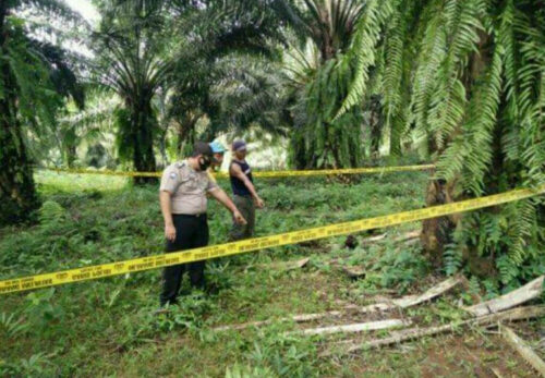 Tangis Bayi di Perkebunan Sawit Pandeglang Gegerkan Warga Cisata