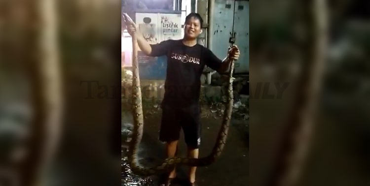 Muhamad Asdisnsyah, Kepala Desa Kadu, Kecamatan Curug memiliki keterampilan menangkap ular sanca dengan tangan kosong.