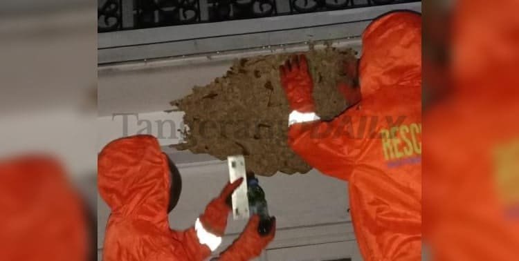 Petugas Dinas Pemadam Kebakaran dan Penyelamatan Kota Tangsel mengevakuasi sarang tawon vespa di sebuah rumah mewah di Kawasan Puri Bintaro, Pondok Aren, Tangerang Selatan.