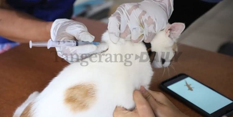 Pemerintah Kota (Pemkot) Tangerang melalui Dinas Ketahanan Pangan (DKP) menggelar vaksinasi rabies hewan peliharaan di Metropolis Townsquare, Kamis 3 Februari 2022.