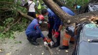 Dua kendaraan roda empat mengalami rusak berat akibat tertimpa pohon Ambon di Jalan Raya Ciater, Kecamatan Serpong, Tangerang Selatan