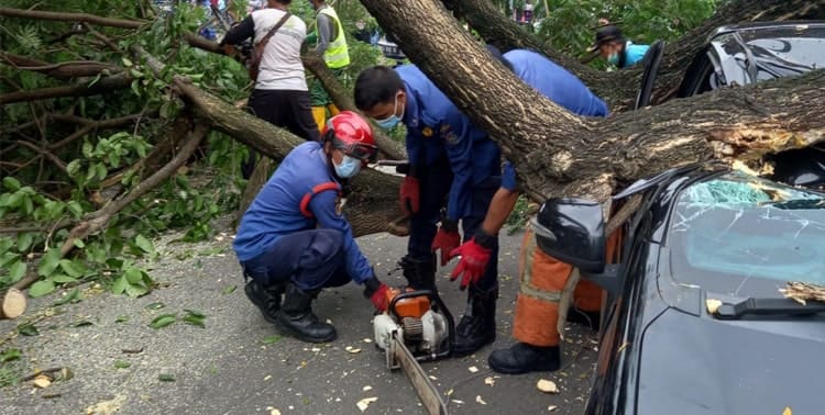 Dua kendaraan roda empat mengalami rusak berat akibat tertimpa pohon Ambon di Jalan Raya Ciater, Kecamatan Serpong, Tangerang Selatan