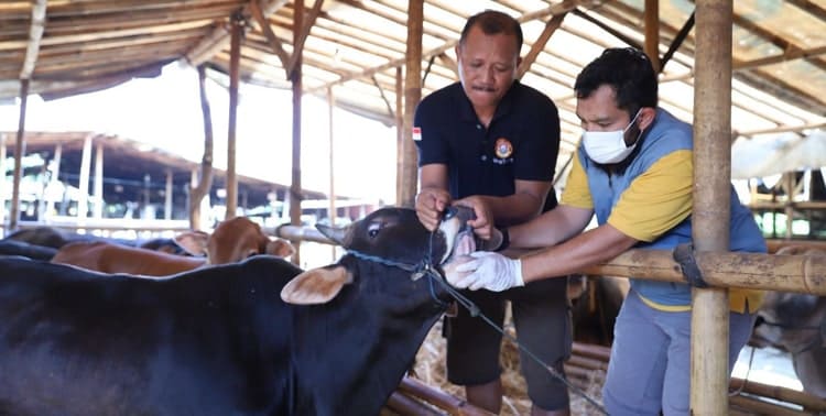 Melalui Dinas Ketahanan Pangan (DKP), Pemerintah Kota (Pemkot) Tangerang memperketat pemeriksaan hewan ternak untuk mengantisipasi adanya penyakit mulut dan kuku (PMK).