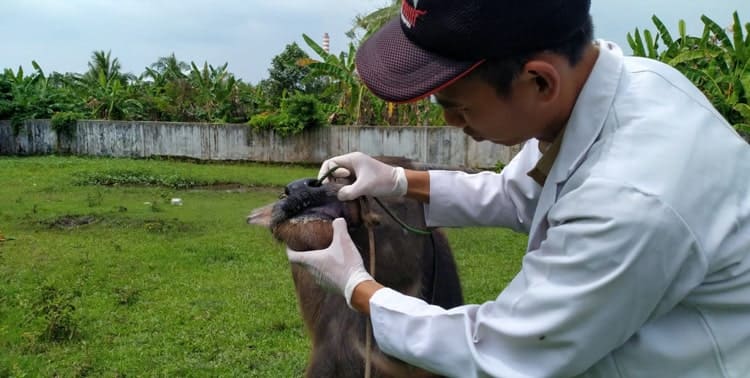 Pusat kesehatan hewan (Puskeswan) Kabupaten Pandeglang mewaspadai perkembangan kejadian luar biasa penyakit mulut dan kuku (PMK) pada hewan ternak.