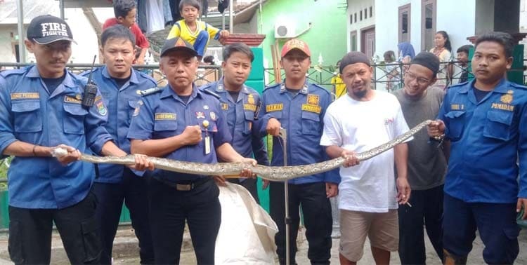 Badan Penanggulangan Bencana Daerah (BPBD) Kabupaten Tangerang menangkap seekor ular sanca di pekarangan rumah warga di Kampung Bunar, RT 01/03, Desa Sukatani, Kecamatan Cisoka.