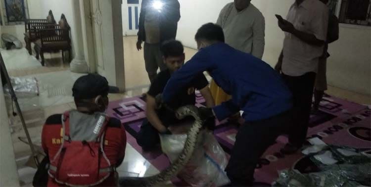 Sebuah rumah di Jalan Padat Karya, Kampung Sukamulya, RT 01/01, Kecamatan Cikupa menjadi sarang ular sanca jenis batik. Tim Badan Penanggulangan Bencana Daerah (BPBD) Kabupaten Tangerang berhasil menangkapnya ular tersebut, Rabu malam, 29 Juni 2022.