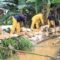Banjir di wilayah timur Kota Tangerang, khususnya di Perumahan Pinang Griya terjadi bukan hanya karena hujan deras pada Jumat sore, (15/07) hingga Sabtu Pagi (16/07), tetapi karena jebolnya tanggul kali Angke.
