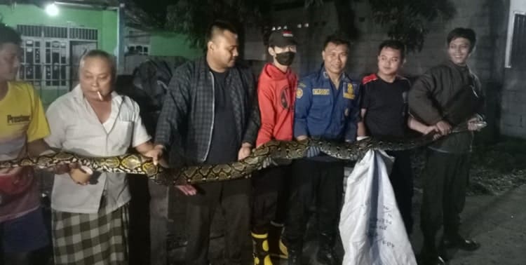 Petugas Badan Penanggulangan Bencana Daerah (BPBD) Kabupaten Tangerang menangkap seekor ular sanca kembang dari rumah warga di Kampung Sumur RT 01/05, Desa Wanakerta, Kecamatan Sindang Jaya, Rabu, 7 September 2022.