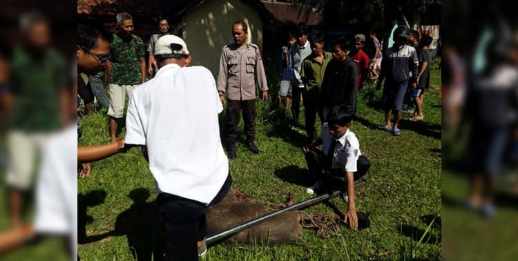 Dua orang warga Kampung di Kecamatan Menes, Pandeglang, terluka karena diseruduk babi hutan yang memasuki pemukiman, Rabu 2 November 2022.
