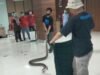 RSUD Balaraja bersama Yayasan Sioux Indonesia menggelar pelatihan menghadapi ular atau "Snake Handling Training".