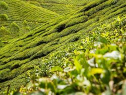 Silver Needle White Tea dan Beberapa Sentra Produksinya di Indonesia