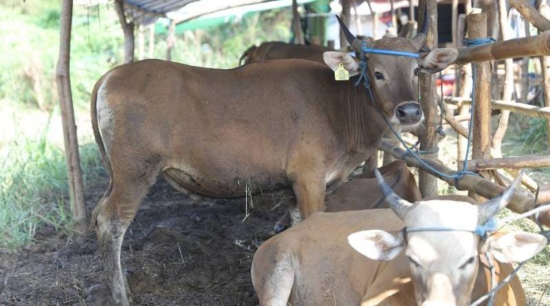 Pemkot Tangerang  Imbau Masyarakat Beli Hewan Kurban di Lapak Berstiker