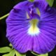 Temukan keajaiban bunga telang (Clitoria ternatea L), tanaman berwarna biru keunguan yang tidak hanya menawan secara visual, tetapi juga kaya akan manfaat kesehatan. Artikel ini membahas tentang antosianin sebagai pigmen alami, perubahan warna berdasarkan pH, serta pemanfaatannya dalam kuliner dan pengobatan herbal. Mari eksplorasi keindahan dan manfaat bunga telang untuk menu harian Anda!