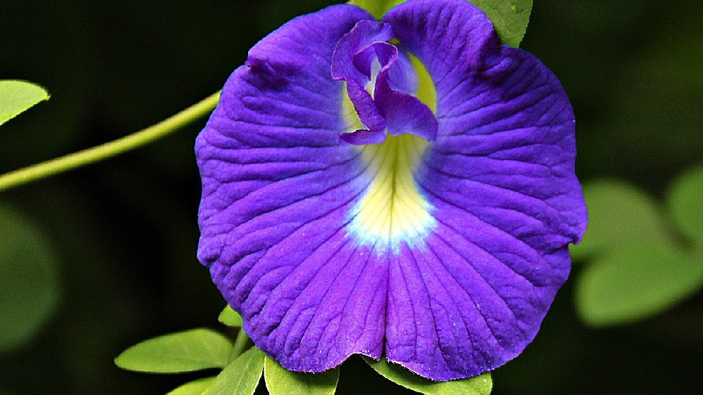 Temukan keajaiban bunga telang (Clitoria ternatea L), tanaman berwarna biru keunguan yang tidak hanya menawan secara visual, tetapi juga kaya akan manfaat kesehatan. Artikel ini membahas tentang antosianin sebagai pigmen alami, perubahan warna berdasarkan pH, serta pemanfaatannya dalam kuliner dan pengobatan herbal. Mari eksplorasi keindahan dan manfaat bunga telang untuk menu harian Anda!