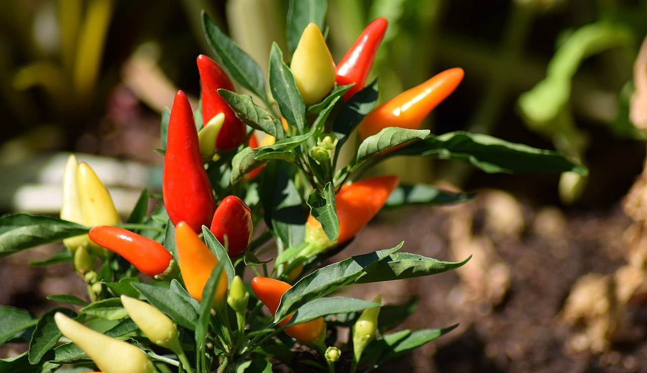 Kenali keanekaragaman warna cabai (Capsicum annuum L) dan manfaatnya bagi kesehatan. Artikel ini menjelaskan pigmen alami yang terdapat pada cabai, seperti klorofil dan karotenoid, serta proses biokimia yang mempengaruhi perubahan warna saat matang. Temukan juga hubungan antara kandungan karotenoid, capsaicin, dan manfaat nutrisi cabai dalam kehidupan sehari-hari.