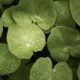 Centella asiatica atau pegagan