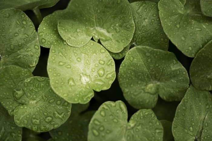 Centella asiatica atau pegagan