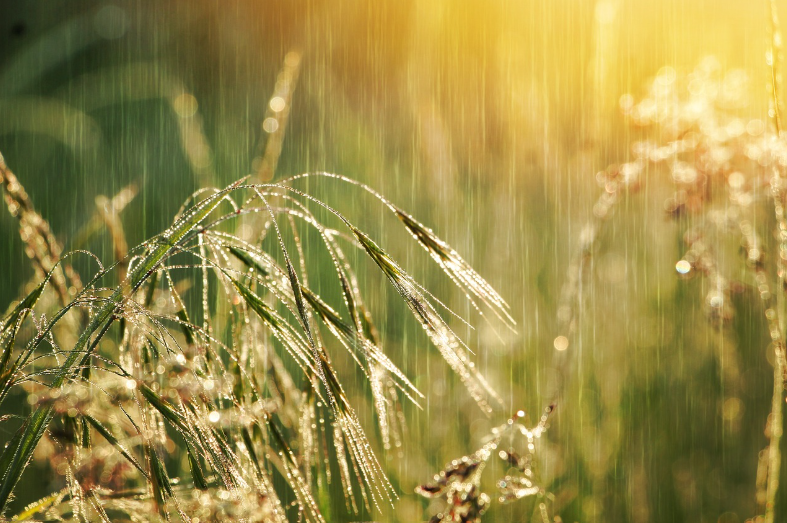 7 tips menanam di musim hujan