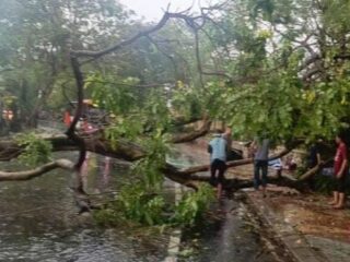 Hujan Deras di Tangerang: Sejumlah Pohon Tumbang, Akses Jalan Tersendat