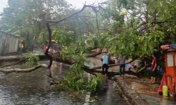 Hujan deras di Kota Tangerang menyebabkan pohon tumbang di tujuh lokasi. Pemkot terapkan Status Darurat Siaga Bencana untuk antisipas