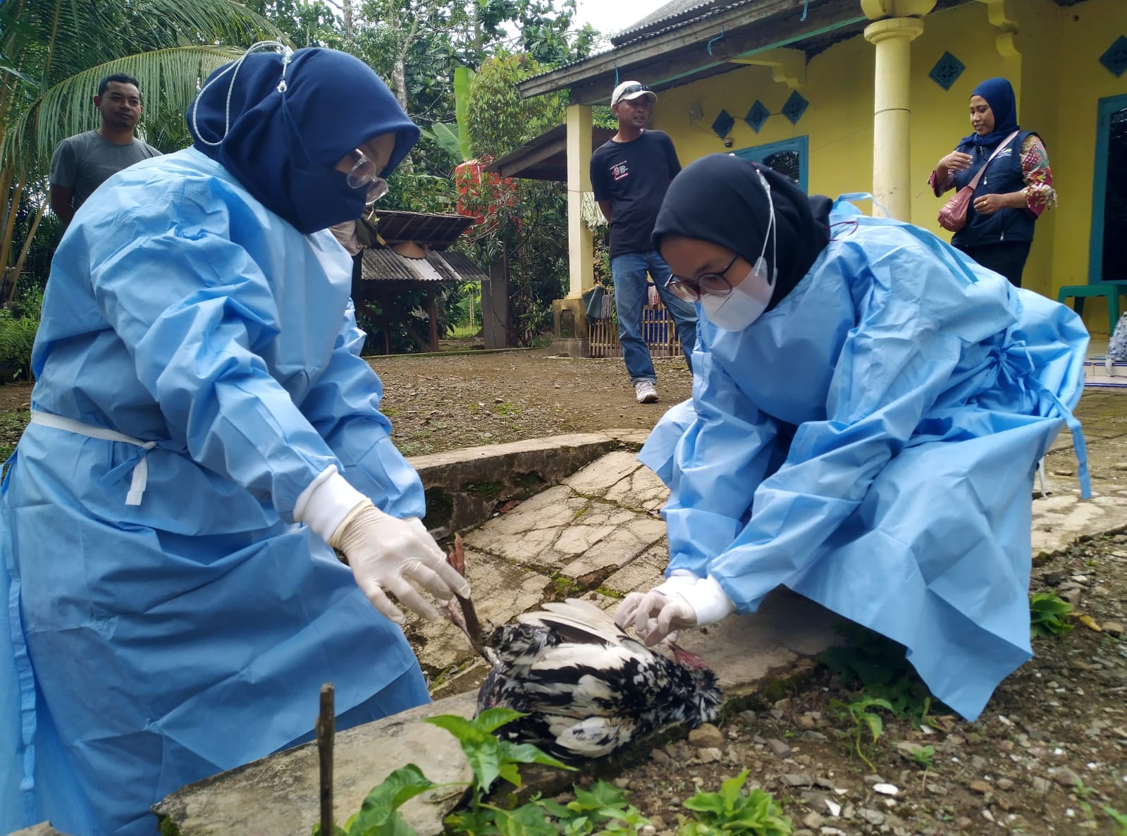 Ratusan unggas, terutama ayam, di Kecamatan Cigeulis, Kabupaten Pandeglang, mati mendadak.