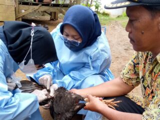 Pandeglang Terpapar Flu Burung: Hasil Uji Laboratorium Kematian Ratusan Ayam