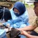informasi terbaru mengenai kasus flu burung di Pandeglang, termasuk hasil uji laboratorium yang mengungkap penyebab kematian ratusan ayam.