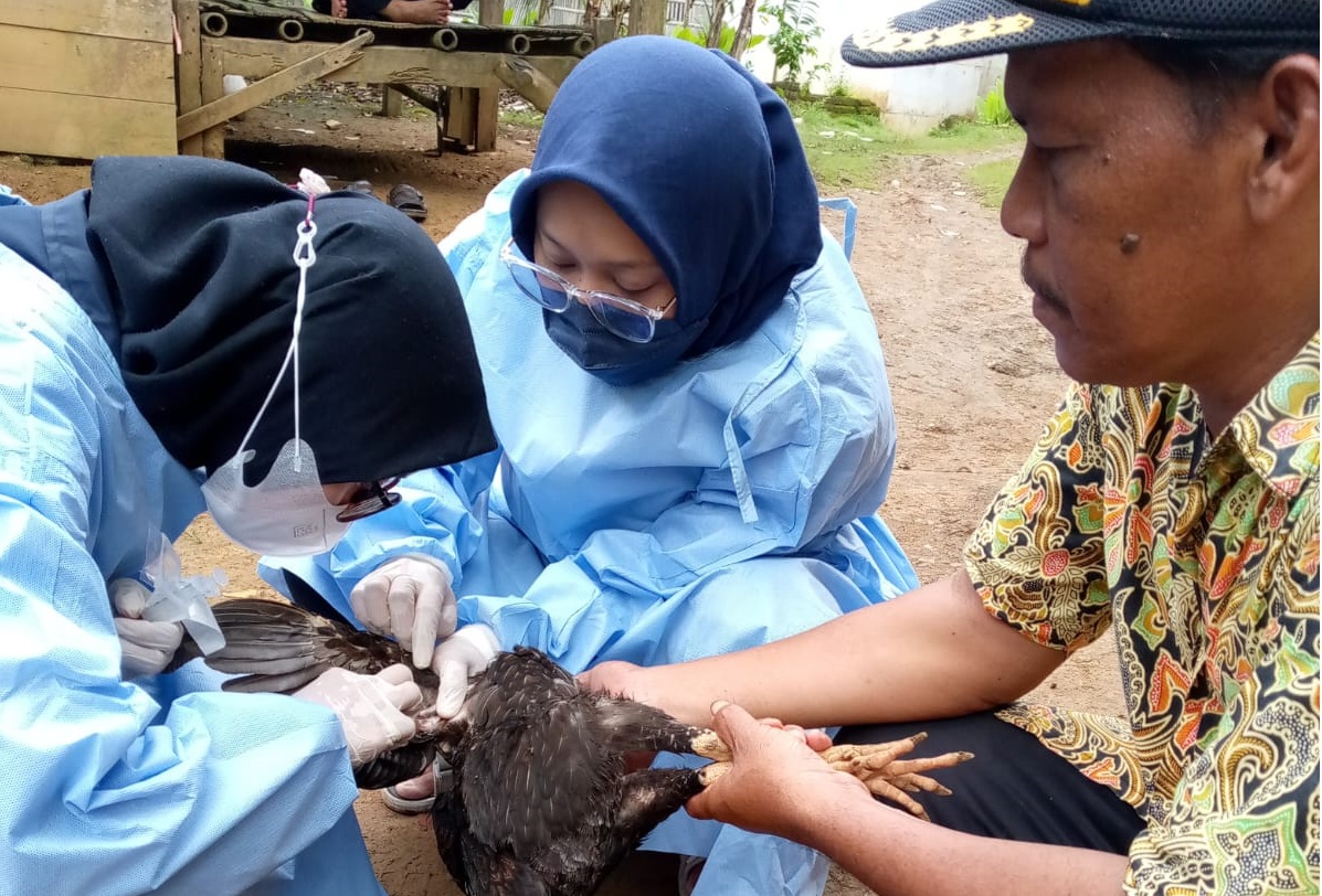 informasi terbaru mengenai kasus flu burung di Pandeglang, termasuk hasil uji laboratorium yang mengungkap penyebab kematian ratusan ayam.