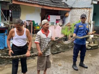 Seekor ular sanca batik sepanjang tiga meter jatuh ke kamar tidur warga di Tangerang, evakuasi berlangsung cepat oleh petugas pemadam.