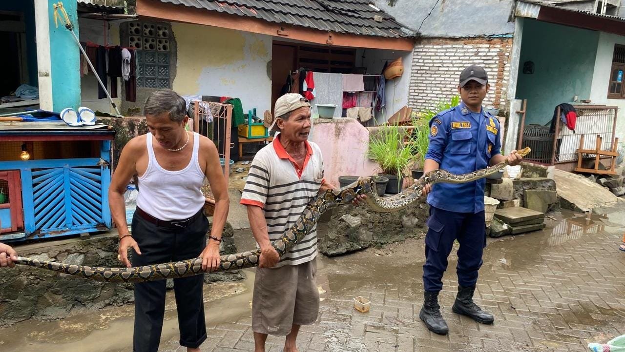 Seekor ular sanca batik sepanjang tiga meter jatuh ke kamar tidur warga di Tangerang, evakuasi berlangsung cepat oleh petugas pemadam.