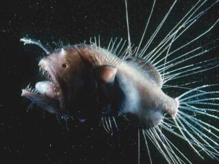 Munculnya Anglerfish di Perairan Dangkal: Alasan di Balik Fenomena Langka Ini