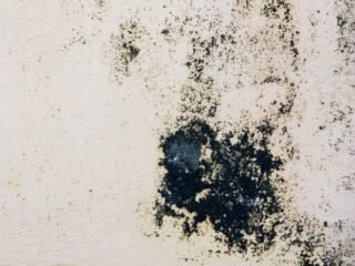 Waspada Black Mold! Dampaknya bagi Kesehatan dan Cara Pencegahannya