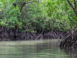 9 Destinasi Wisata Mangrove di Indonesia Terekomendasi 2025