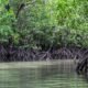 9 destinasi wisata mangrove di Indonesia