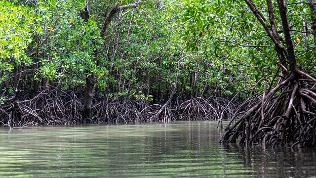 9 destinasi wisata mangrove di Indonesia