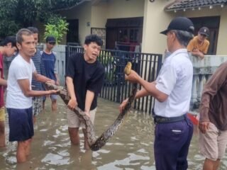 Warga Sudimara Pinang Kota Tangerang Digigit Ular Sanca Saat Banjir