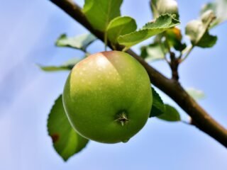 Klimakterik dan Non-Klimakterik: Perbedaan Buah yang Bisa Matang Setelah Dipetik dan yang Tidak