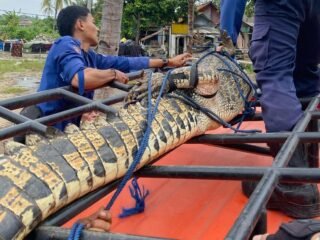 Astaga! Bocah 10 Tahun di Kohod Diterkam Buaya Saat Mancing