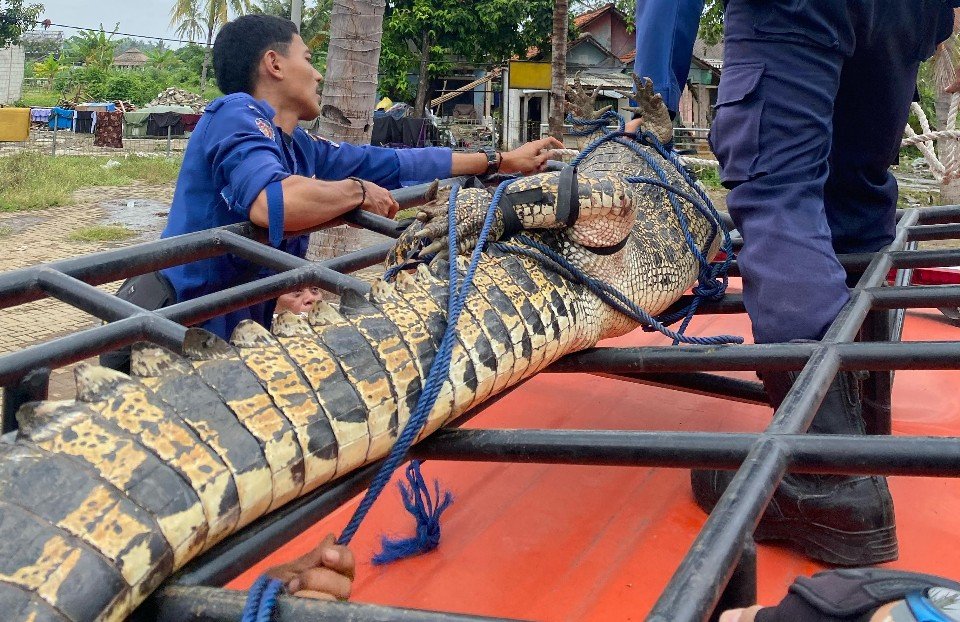 Bocah 10 tahun di Kohod diterkam buaya saat memancing. Kini, ia dirawat di rumah sakit setelah mengalami luka serius.