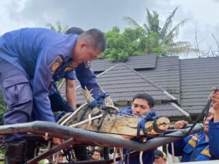 Buaya yang Terkam Bocah di Kohod Diamankan di Mako BPBD
