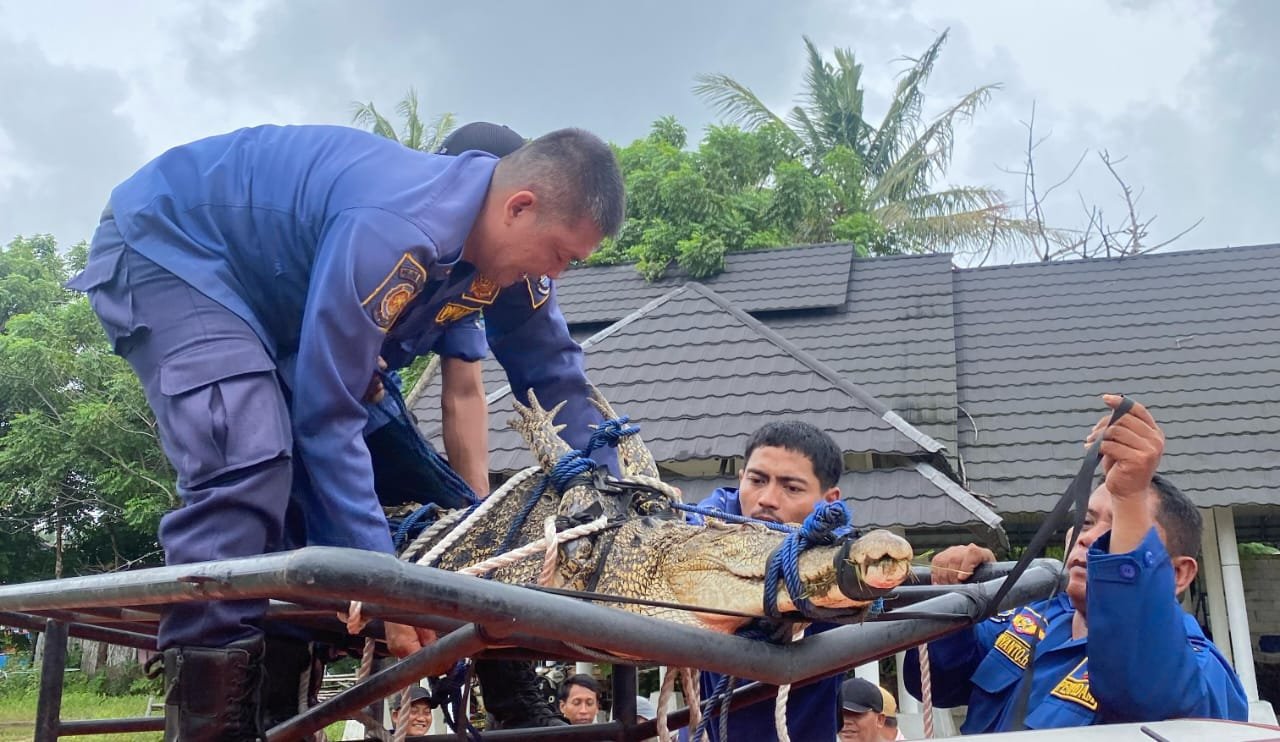 Petugas Damkar evakuasi buaya yang menyerang Haikal, 10 tahun, di Kampung Kohod, Tangerang. Buaya kini diamankan di Mako BPBD.