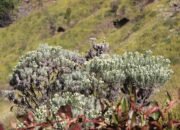 Edelweiss Gunung Carstensz