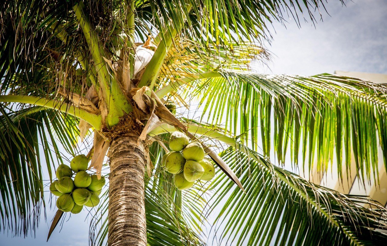 Temukan manfaat air kelapa muda untuk hidrasi tubuh saat puasa, menjaga kesehatan, dan meningkatkan stamina selama Ramadan.