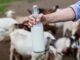 4 manfaat susu kambing etawa bagi kesehatan