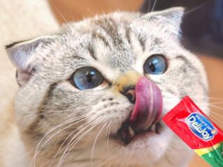 Cara Memberikan Treats Kucing yang Benar (Sumber : Unicharm Pet Indonesia)