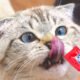Cara Memberikan Treats Kucing yang Benar (Sumber : Unicharm Pet Indonesia)