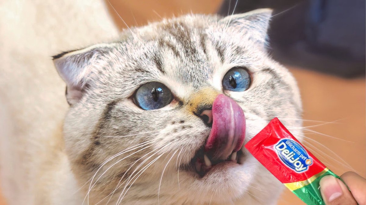 Cara Memberikan Treats Kucing yang Benar (Sumber : Unicharm Pet Indonesia)