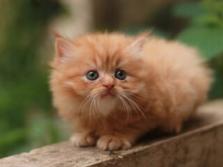 Kitten Persia, Jenis Kucing Rumahan yang Membutuhkan Perhatian Khusus (Sumber: Unicharm Pet Indonesia)