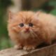 Kitten Persia, Jenis Kucing Rumahan yang Membutuhkan Perhatian Khusus (Sumber: Unicharm Pet Indonesia)