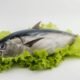 ikan tuna